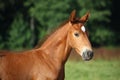 Beautiful chestnut foal portrait in summer Royalty Free Stock Photo