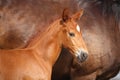 Beautiful chestnut foal portrait in summer Royalty Free Stock Photo