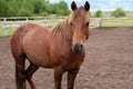 Beautiful chestnut horse