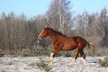 Beautiful chestnut horse galloping free Royalty Free Stock Photo