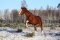 Beautiful chestnut horse galloping free Royalty Free Stock Photo