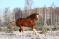 Beautiful chestnut horse galloping free Royalty Free Stock Photo