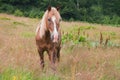 Beautiful chestnut horse grazing in the meadows Royalty Free Stock Photo