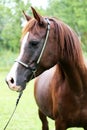 Beautiful chestnut horse head on meadow summer time Royalty Free Stock Photo