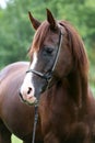 Beautiful chestnut horse head on meadow summer time Royalty Free Stock Photo