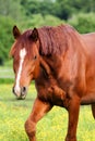 Beautiful chestnut horse portrait in the pasture Royalty Free Stock Photo