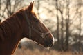 Beautiful chestnut horse portrait in sunset