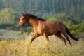 Galloping chestnut horse at sunset free in a meadow in Galicia Spain Royalty Free Stock Photo