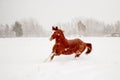 Beautiful chestnut horse running free in the snow Royalty Free Stock Photo