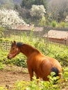Beautiful chestnut Horse rural Royalty Free Stock Photo