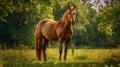 A beautiful chestnut horse stands in a lush grassy meadow, Generative AI
