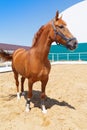 Beautiful chestnut horse stands in a paddock on hot summer day Royalty Free Stock Photo