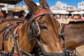 Beautiful chestnut horse wearing a black and red bridle and a brown harness Royalty Free Stock Photo