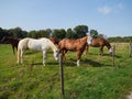 Beautiful chestnut horses with blindfolds grazing in a green meadow.