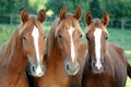 Beautiful chestnut horses portrait showing head and neck and par Royalty Free Stock Photo