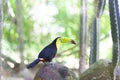 Beautiful Chestnut-Mandibled Toucan