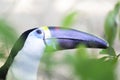 Beautiful Chestnut-Mandibled Toucan