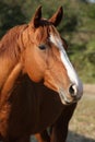 Beautiful chestnut quarter horse in autumn