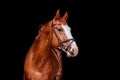 Beautiful chestnut sport horse portrait on black