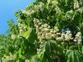 Blooming chestnut tree in spring, Lithuania Royalty Free Stock Photo