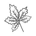 Beautiful chestnut, walnut, grape autumn leaf drawing isolated on white bavkground. Hand drawn vector sketch illustration in Royalty Free Stock Photo