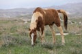 A beautiful chestnut and white paint mare grazing out in a summer pasture with two other horses grazing soft focused in Royalty Free Stock Photo