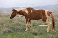 A beautiful chestnut and white paint mare grazing out in a summer pasture with two other horses grazing soft focused in Royalty Free Stock Photo