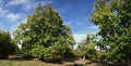 Beautiful chestnuts forest in Tuscany. Autumnal season