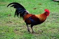 Beautiful chicken or bantam in garden Royalty Free Stock Photo