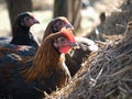 Beautiful chicken breed Maran. The portrait of a bird Royalty Free Stock Photo
