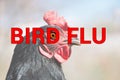 Beautiful chicken, close-up, sign BIRD FLU concept of poultry. The threat of avian influenza and illness among poultry. Royalty Free Stock Photo