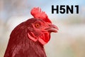 Beautiful chicken, close-up, sign H5N1 concept of poultry. The threat of avian influenza and illness among poultry. Royalty Free Stock Photo