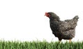 Beautiful chicken on fresh green grass against background Royalty Free Stock Photo