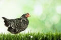 Beautiful chicken on fresh green grass, space for text Royalty Free Stock Photo