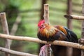 Beautiful chicken in the nature of Thailand Royalty Free Stock Photo