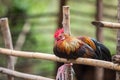 Beautiful chicken in the nature of Thailand