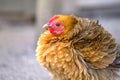 Beautiful chicken on poultry farm. Young red hen. A brown free-range chicken. Royalty Free Stock Photo