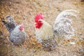 Beautiful chicken rooster bantam crows in farm - White bantam cock Royalty Free Stock Photo