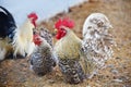 Beautiful chicken rooster bantam crows in farm - White bantam cock Royalty Free Stock Photo