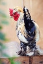 Beautiful chicken rooster bantam crows in farm - White bantam cock Royalty Free Stock Photo