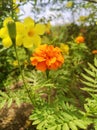 A beautiful chicken taik flower that grows in summer in eastern Indonesia.