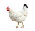 Beautiful chicken on background. Domestic animal