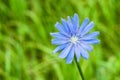 Beautiful chicory flower Royalty Free Stock Photo
