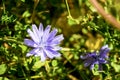 Beautiful Chicory flower, botanical Royalty Free Stock Photo