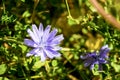 Beautiful Chicory flower, botanical