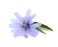 Beautiful chicory flower with green leaves on white background