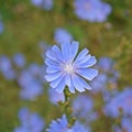 Beautiful chicory flower in the meadow.