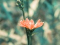 Beautiful chicory flower of strange coloring