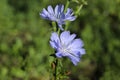 Beautiful chicory flower on an unfocused field background