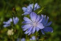 Beautiful chicory flower on an unfocused field background
